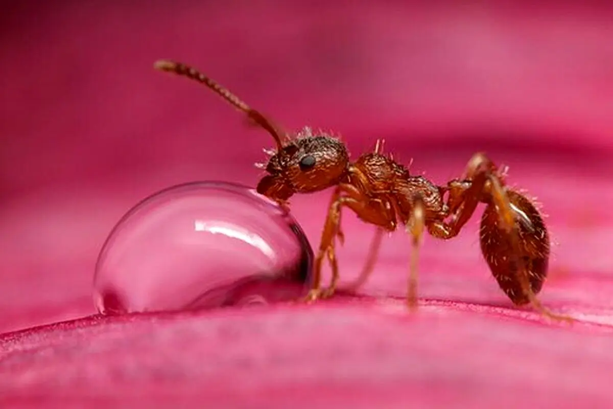 مورچه‌ها ناجی جان انسان‌ها خواهند شد؟