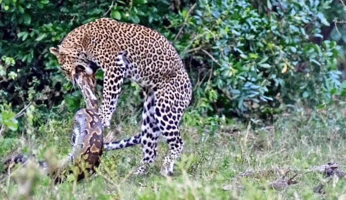 نبرد تمام عیار پلنگ با مار پیتون غول پیکر+ فیلم