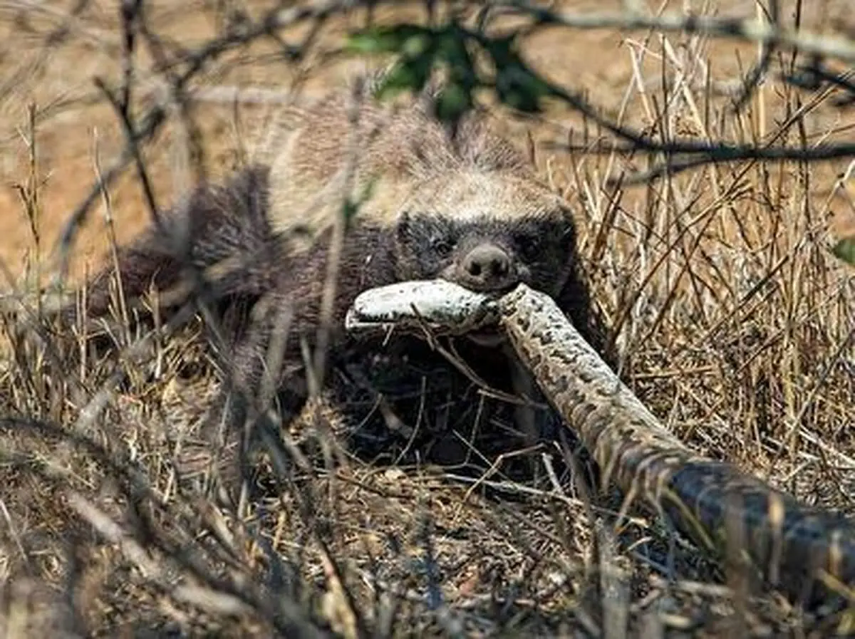 گورکن عسل خوار، مار پیتون روی درخت را زنده زنده خورد!+ فیلم