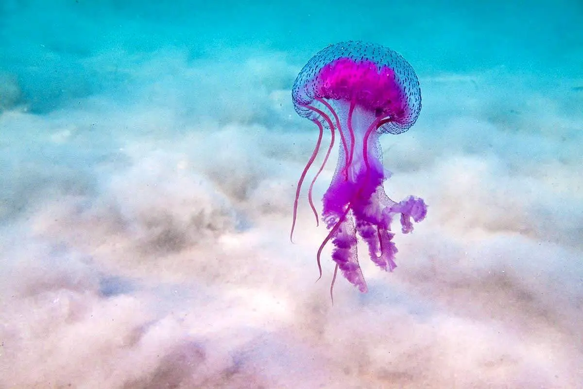 تصاویر زیبا ترین جاندار دریا در حال حرکت+ فیلم