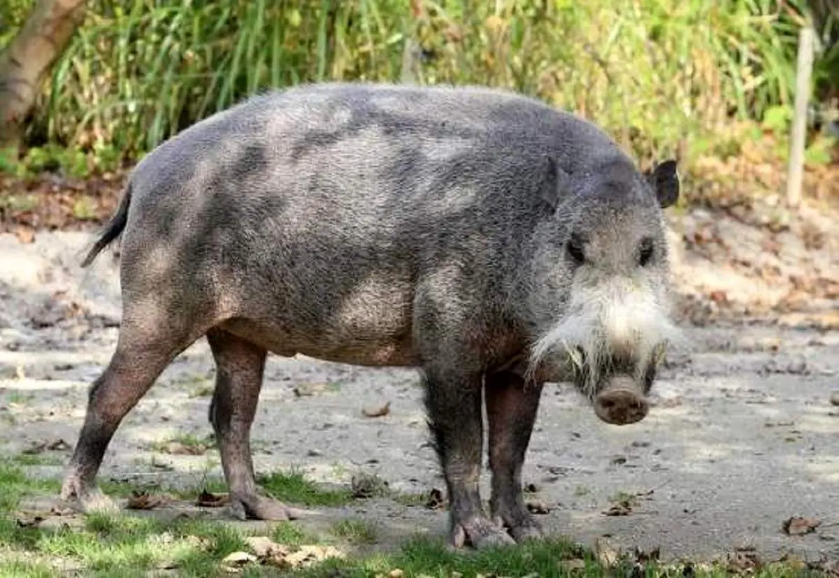 تغذیه خوک‌ها از جسد یک سرباز اوکراینی+ فیلم (۱۶+)