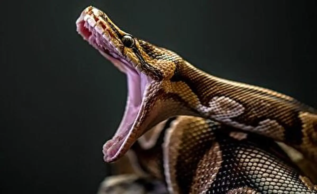 نبرد مرگبار بزمجه با مار پیتون+ فیلم