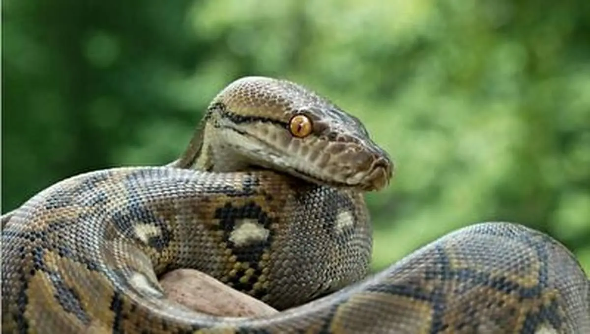 بلعیده شدن آهو توسط مار پیتون در ١٠ ثانیه+ فیلم