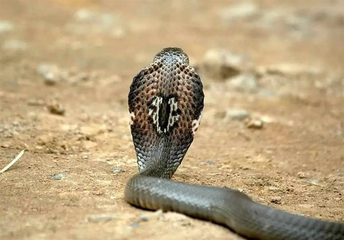 بازی خطرناک با دم کبری+ فیلم