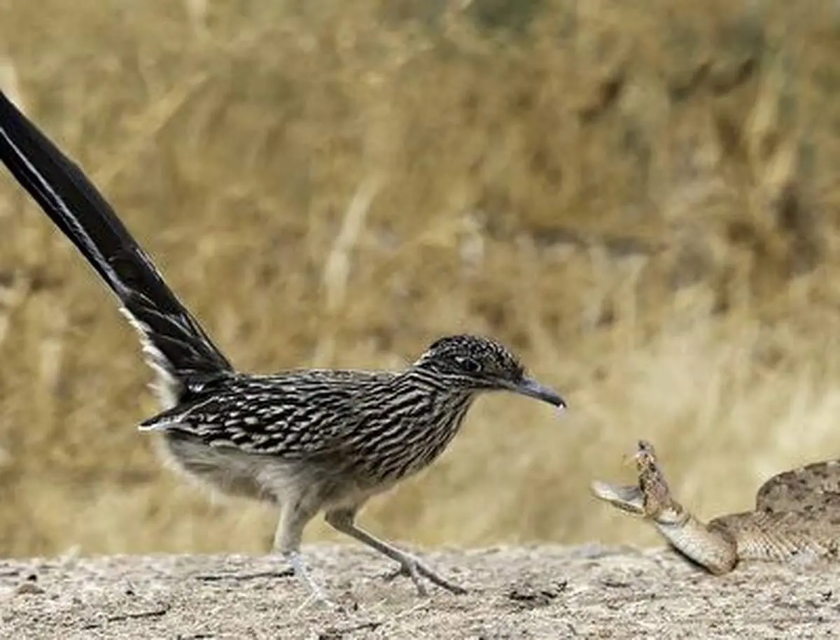 نبرد تمام عیار یک پرنده با مار وحشتناک+ فیلم