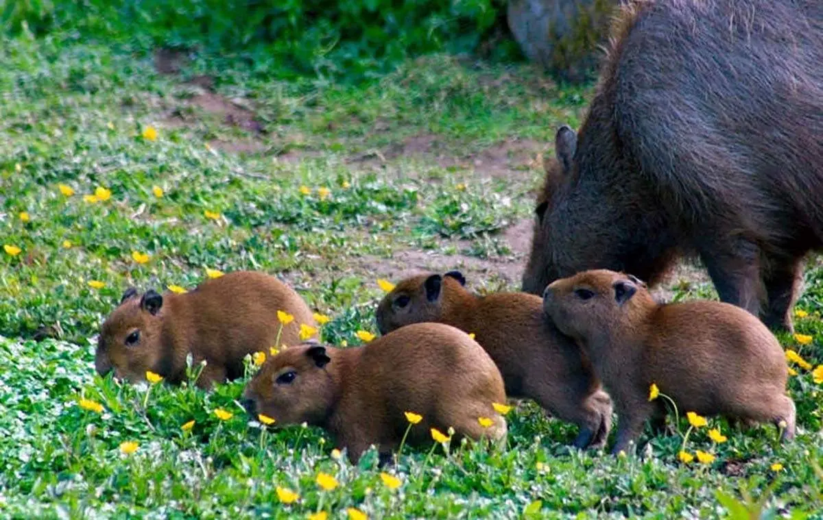 لحظه شکار کاپی بارا توسط جگوار+ فیلم