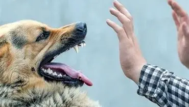لحظه وحشتناک حمله سگ ولگرد به کودک+ فیلم
