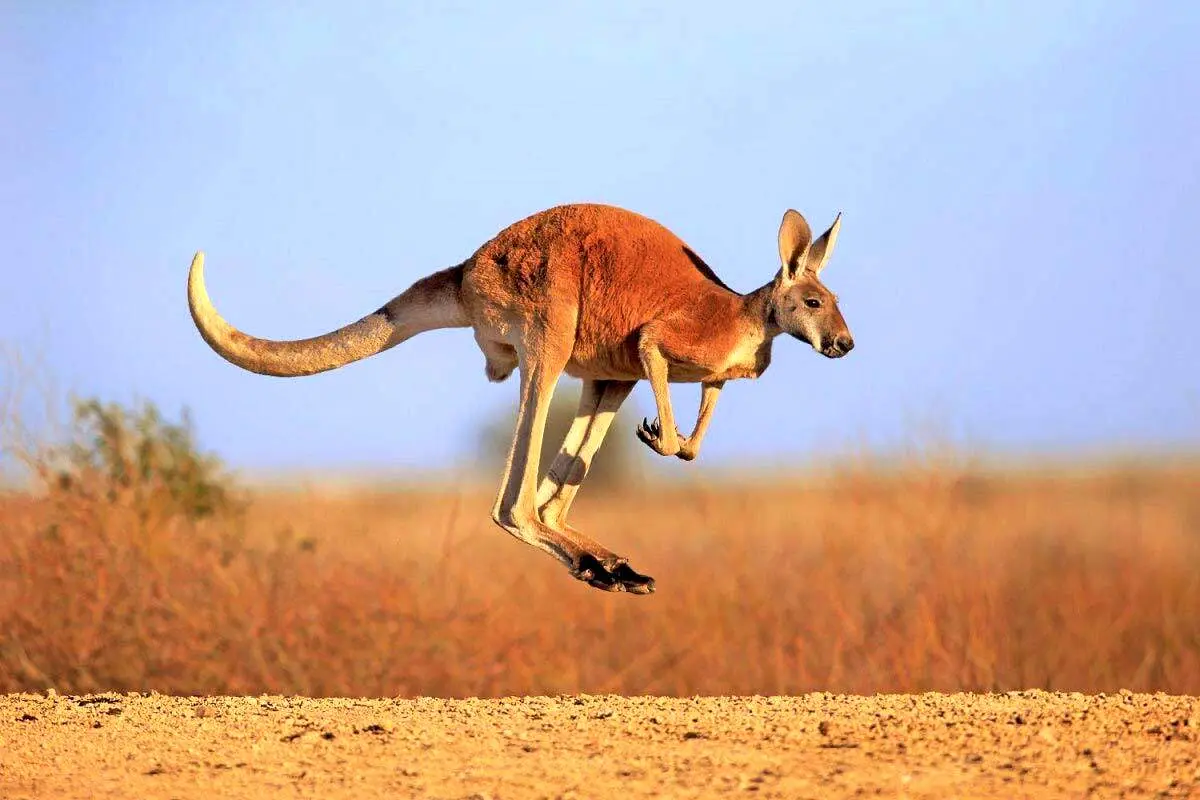 نبرد نافرجام کانگورو برای نجات جفتش از چنگال مار پیتون+ فیلم