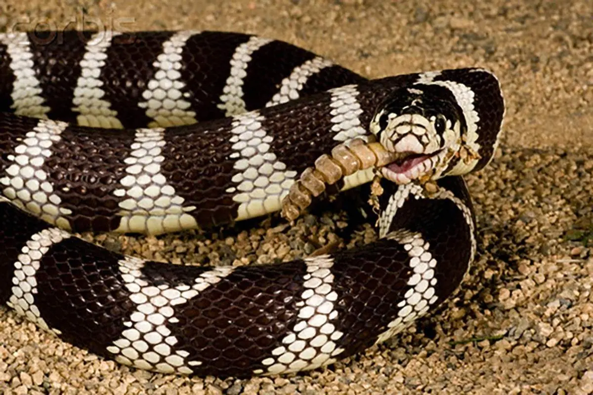 غرش های هولناک شاه کبری+ فیلم