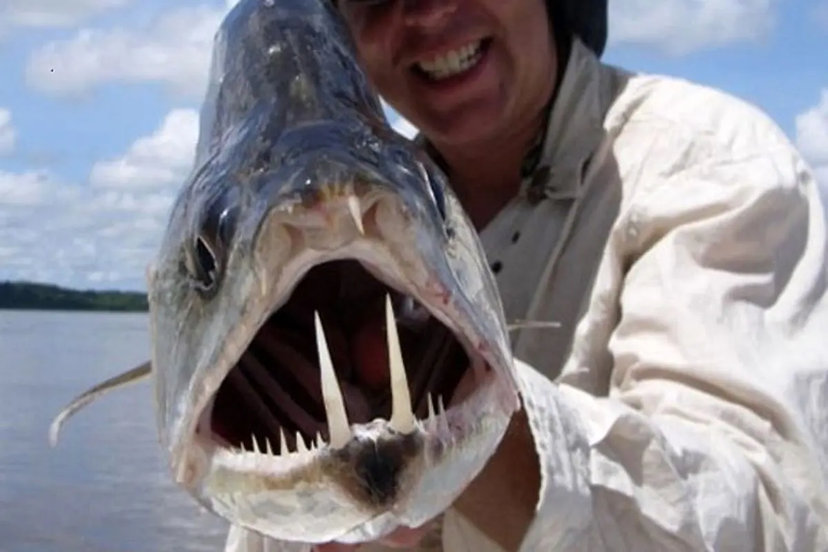روش ماهیگیری عجیب برای صید ماهی های بزرگ! + فیلم