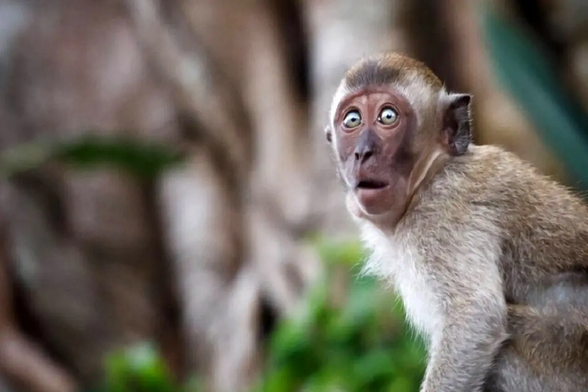 هوش این میمون تنبل دیدنی است+ فیلم