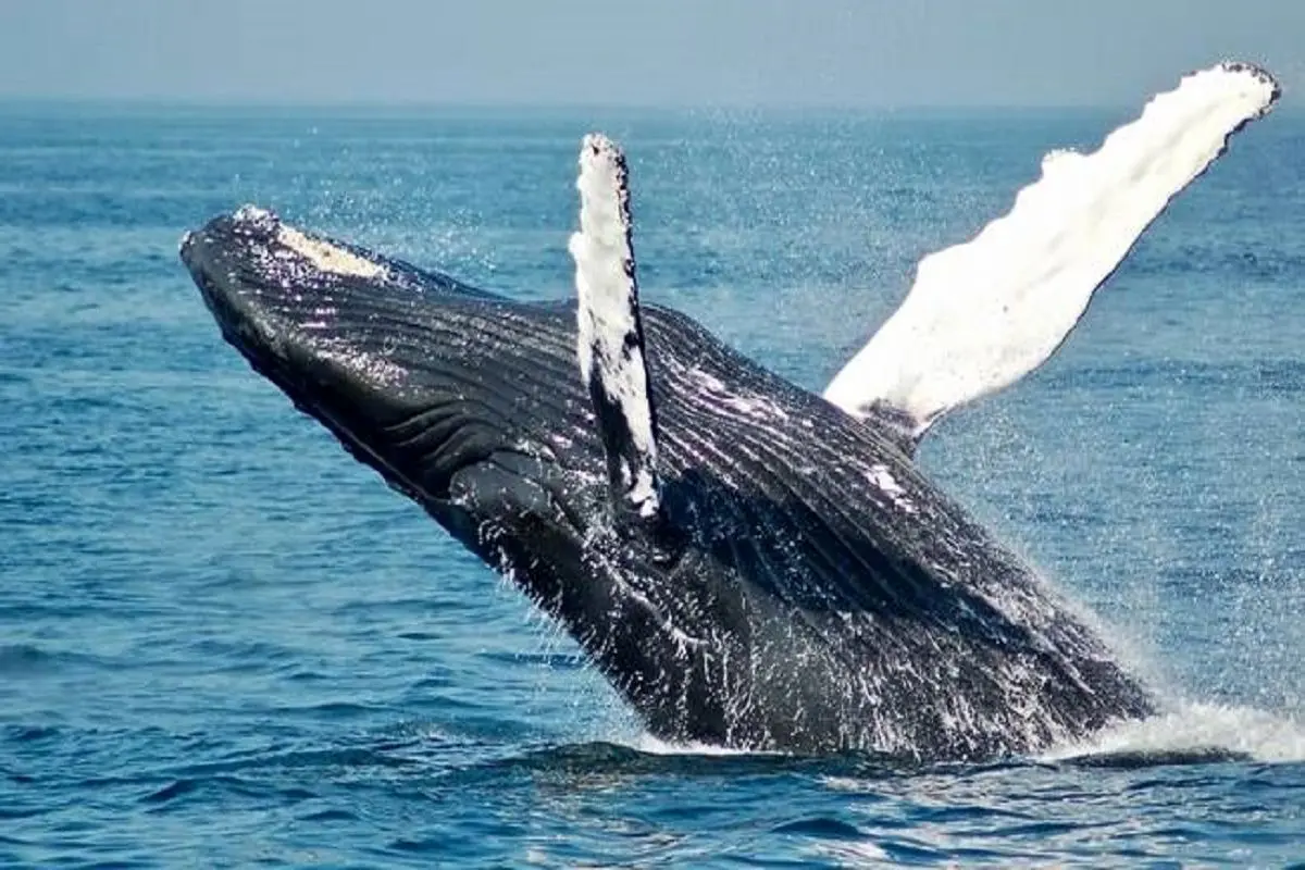 لحظه وحشتناک قورت دادن قایقران توسط نهنگ! + فیلم