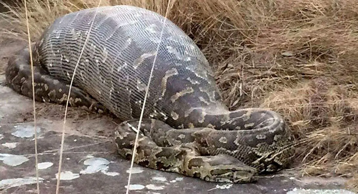 لحظه خارج کردن یک زن از شکم مار پیتون+ فیلم