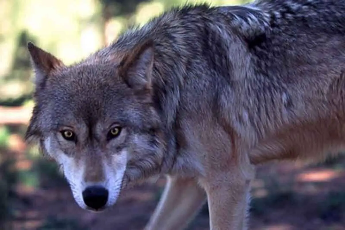 گشت و گذار گرگ و توله هایش در جنگل‌های هیرکانی+ فیلم