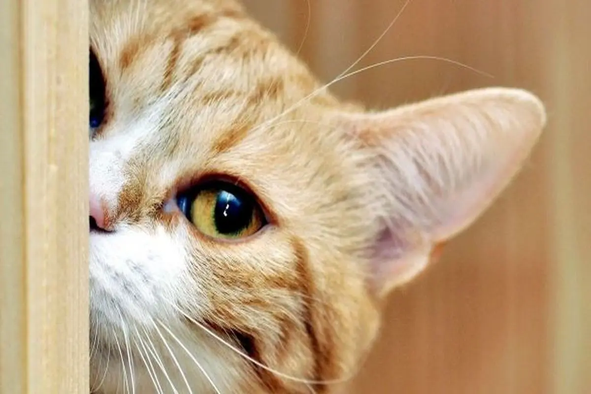 لاکچری ترین نژادهای گربه در جهان + فیلم