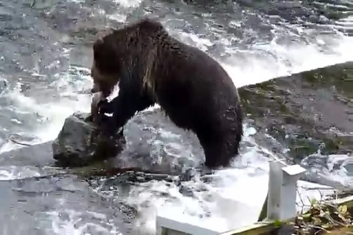 ماهیگیری دسته جمعی خرس ها + فیلم