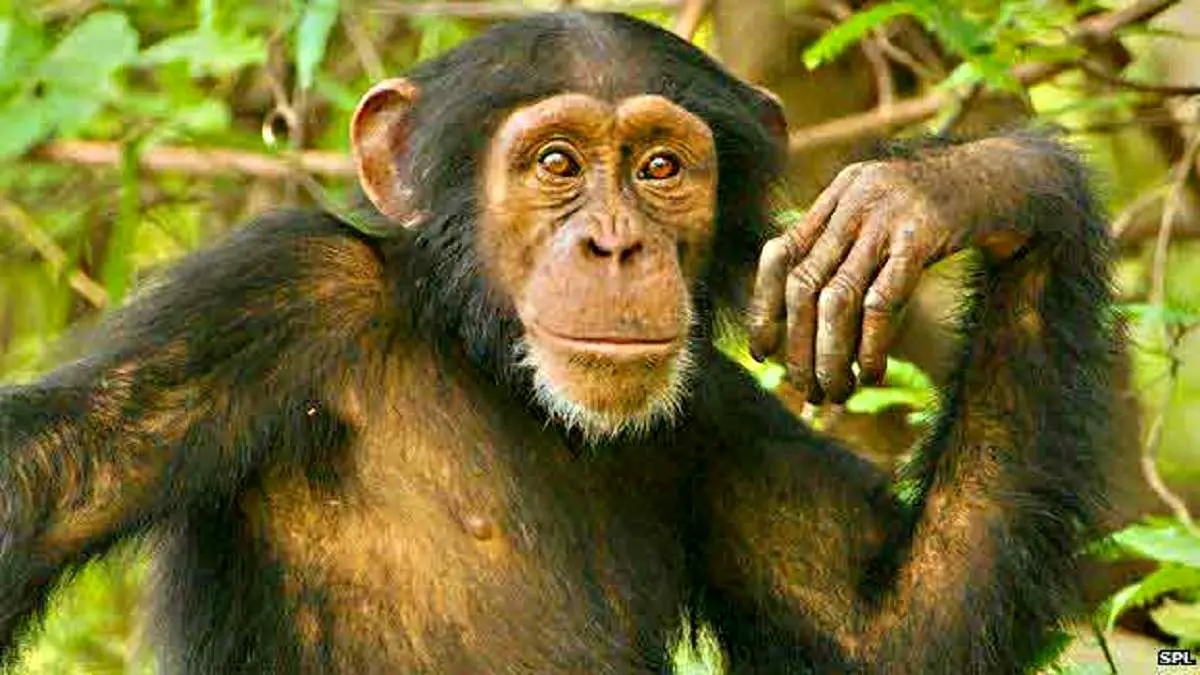 زندگی لاکچری یک شامپانزه + فیلم