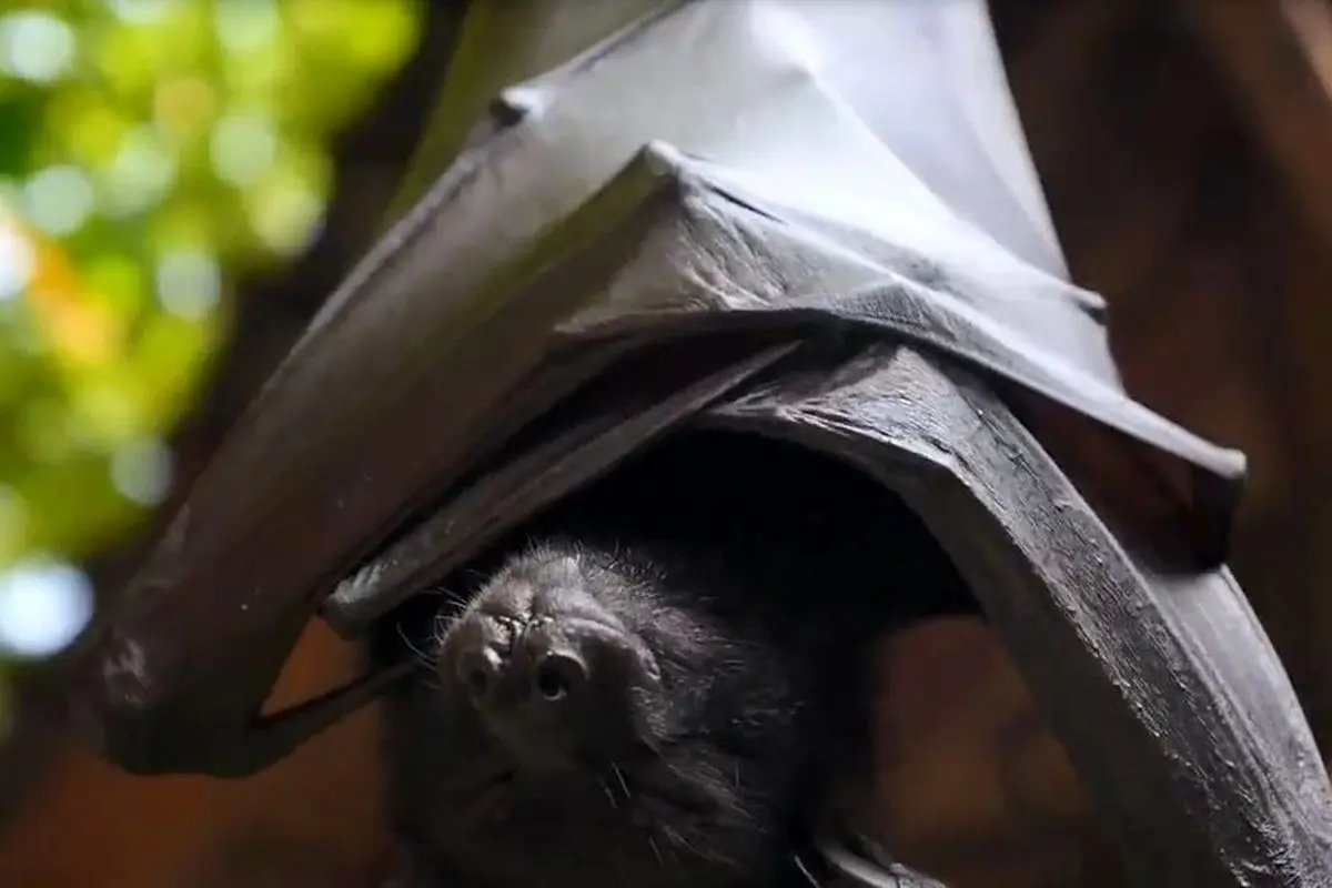 جدال باورنکردنی و تمام عیار خفاش با مار پیتون + فیلم