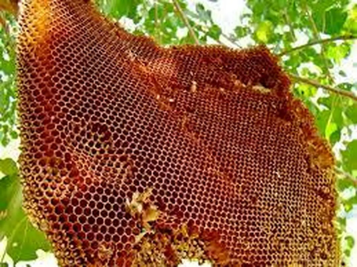 صحنه ای حیرت آور از برداشت عسل وحشی+ فیلم