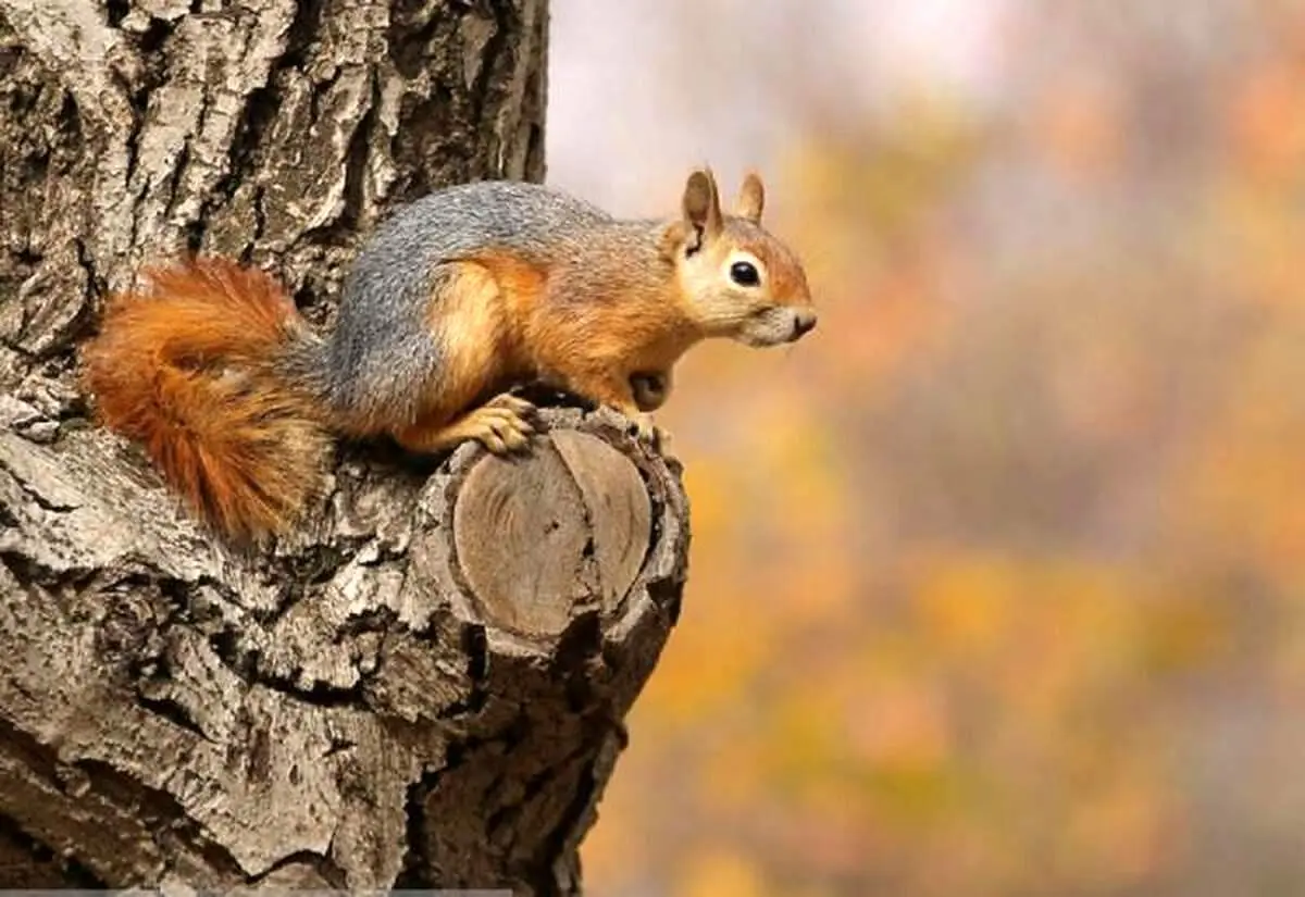 تقاضای بامزه این سنجاب از گردشگران برای گرفتن آب+ فیلم