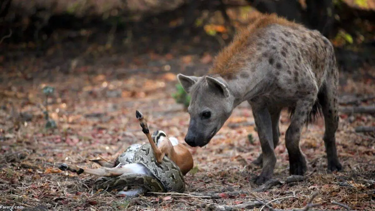 تلاش دیدنی و باورنکردنی کفتار برای نجات ایمپالا از دست مار پیتون+ فیلم