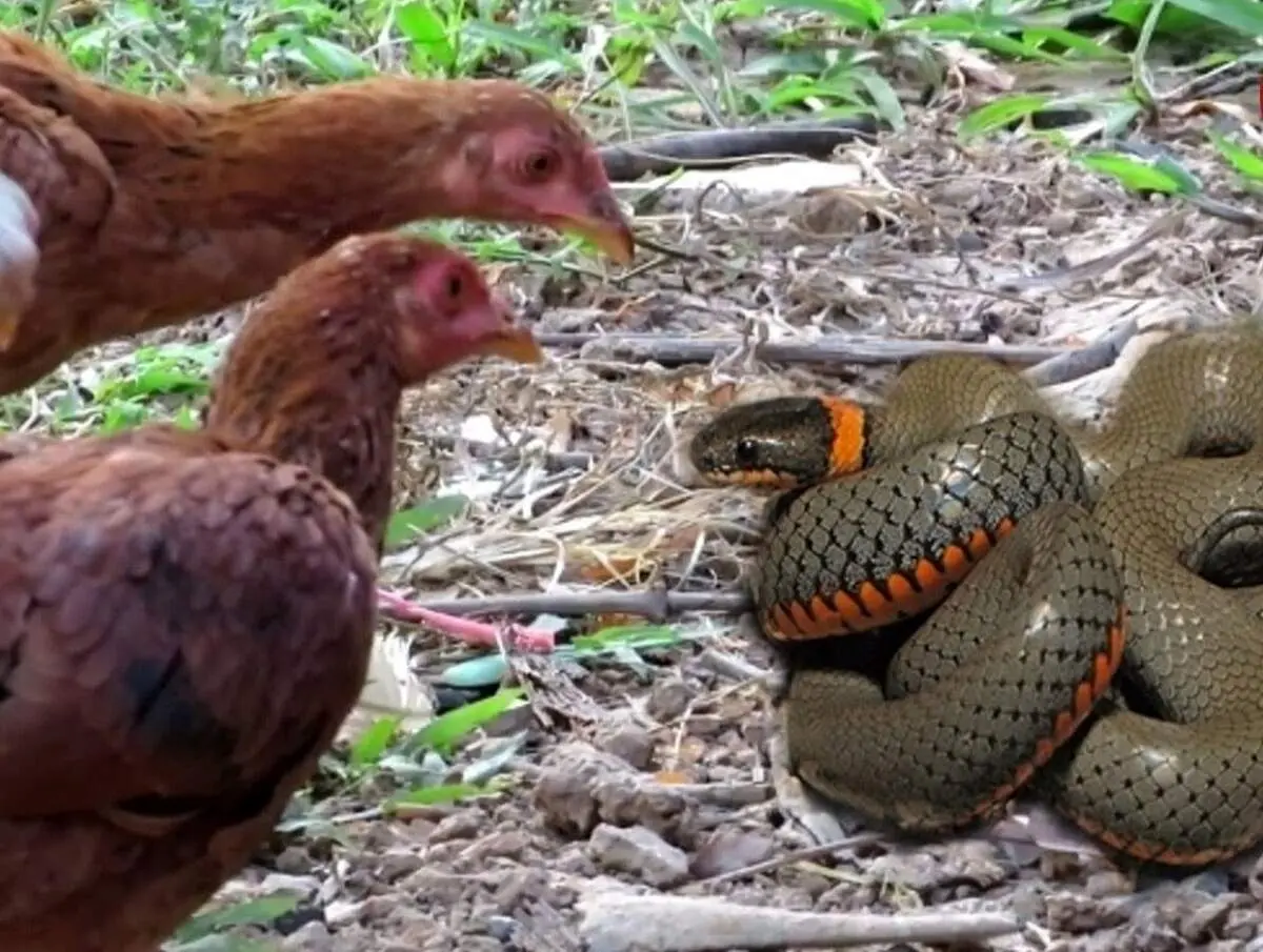 جنگ تمام عیار مار کبری با مرغ+ فیلم