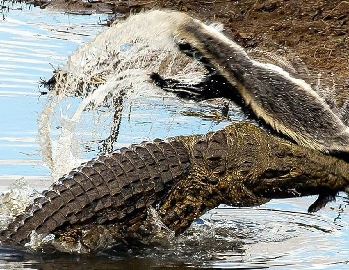 جدال تمام عیار گورکن عسل خوار با تمساح + فیلم