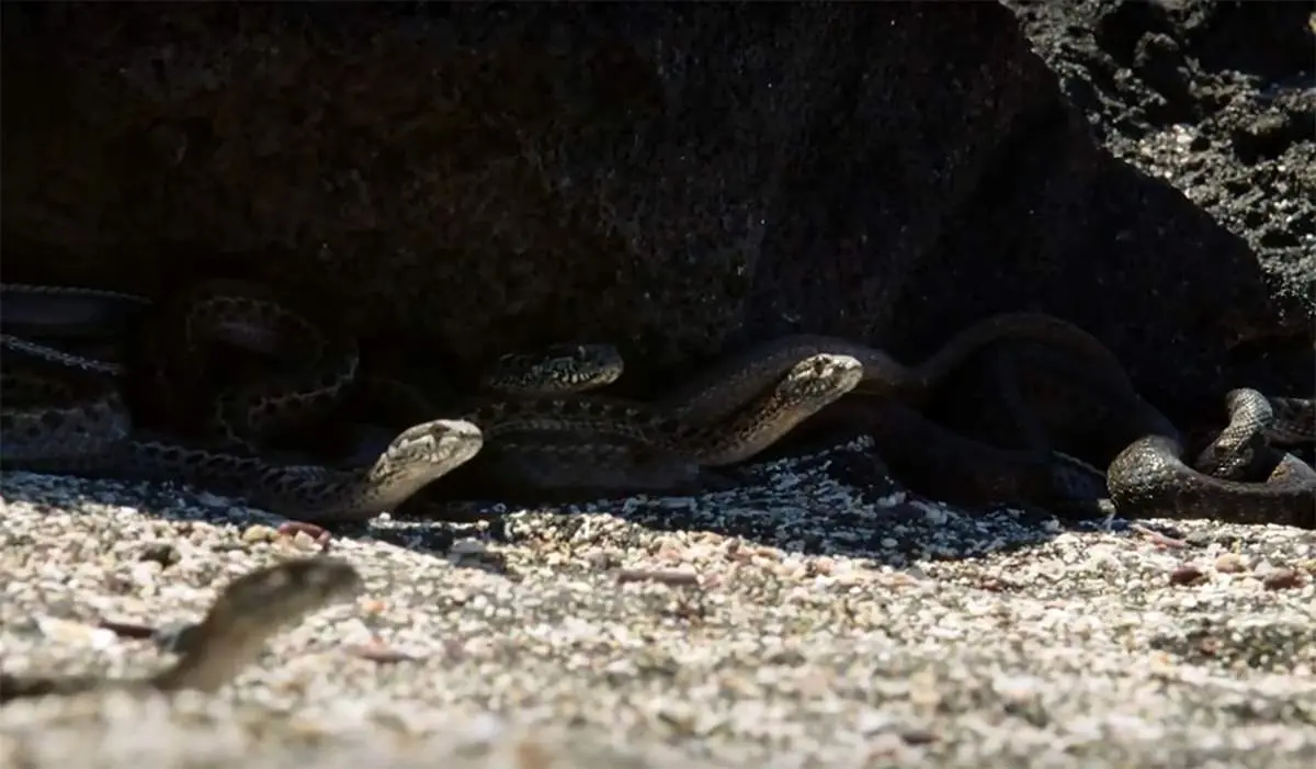 فرار تاریخی ایگوانا از دره مارها +فیلم