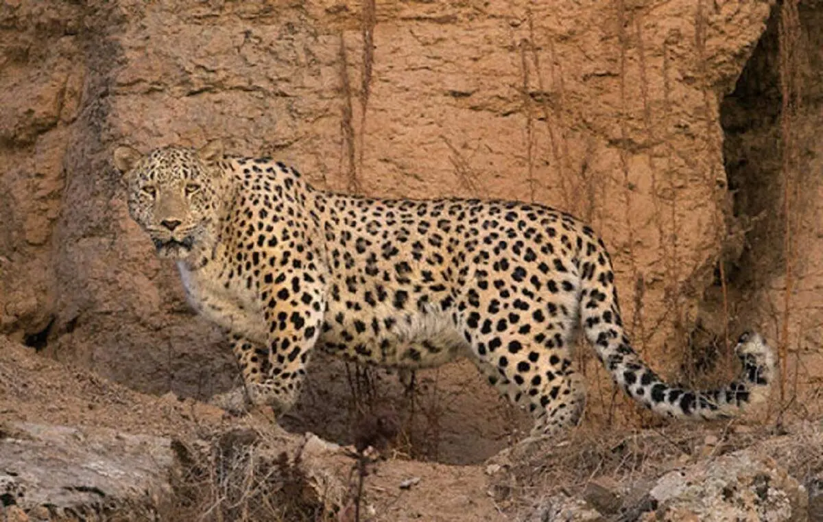 مشاهده یک پلنگ در املش