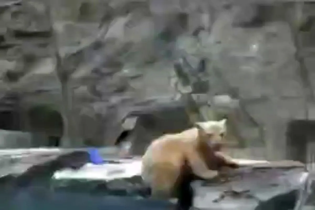 صحنه حیرت انگیز نجات توله خرس توسط مادرش + فیلم
