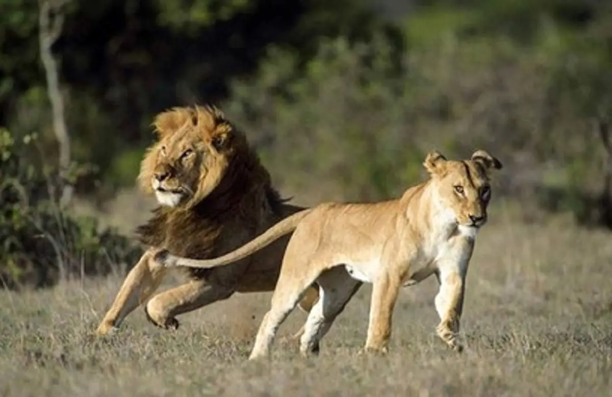 جدال دیدنی شیرهای نر و ماده + فیلم