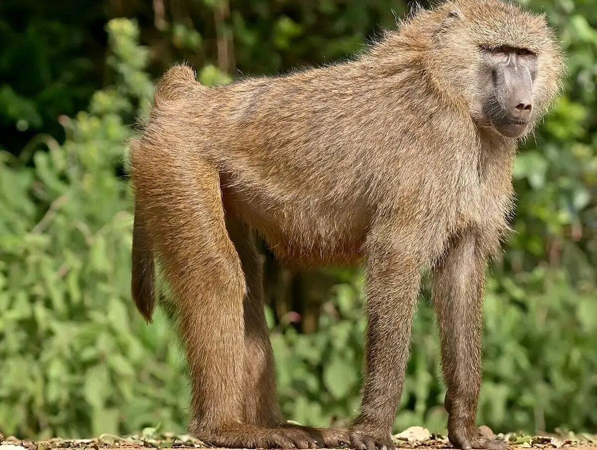 بابون پای خودش را خُورد! + فیلم