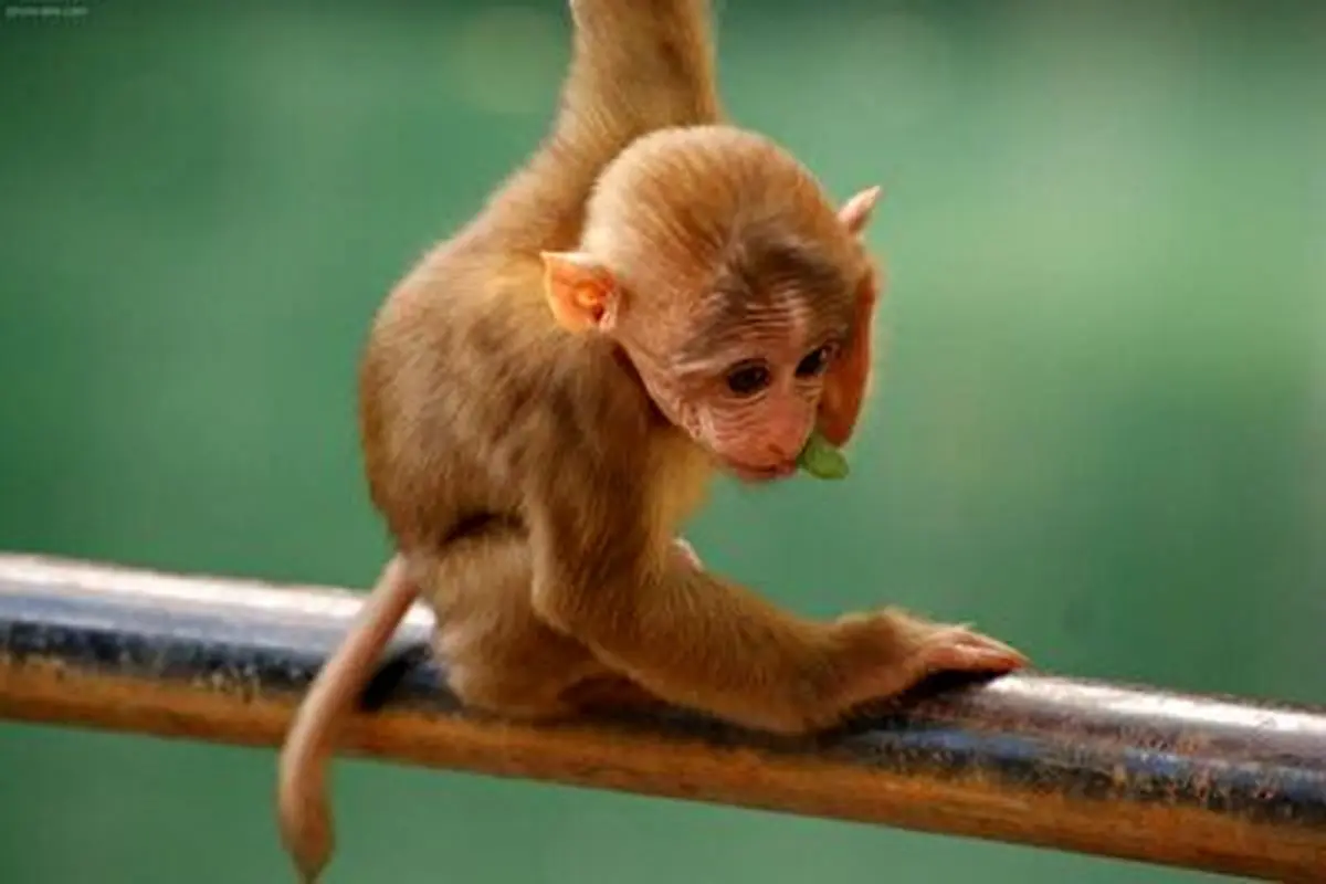 با نمک ترین بچه میمون دنیا در حال خوردن نارنگی+ فیلم