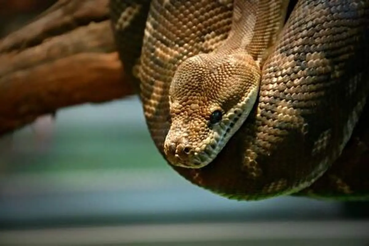 نبرد تمام عیار مار پیتون و تمساح+ فیلم