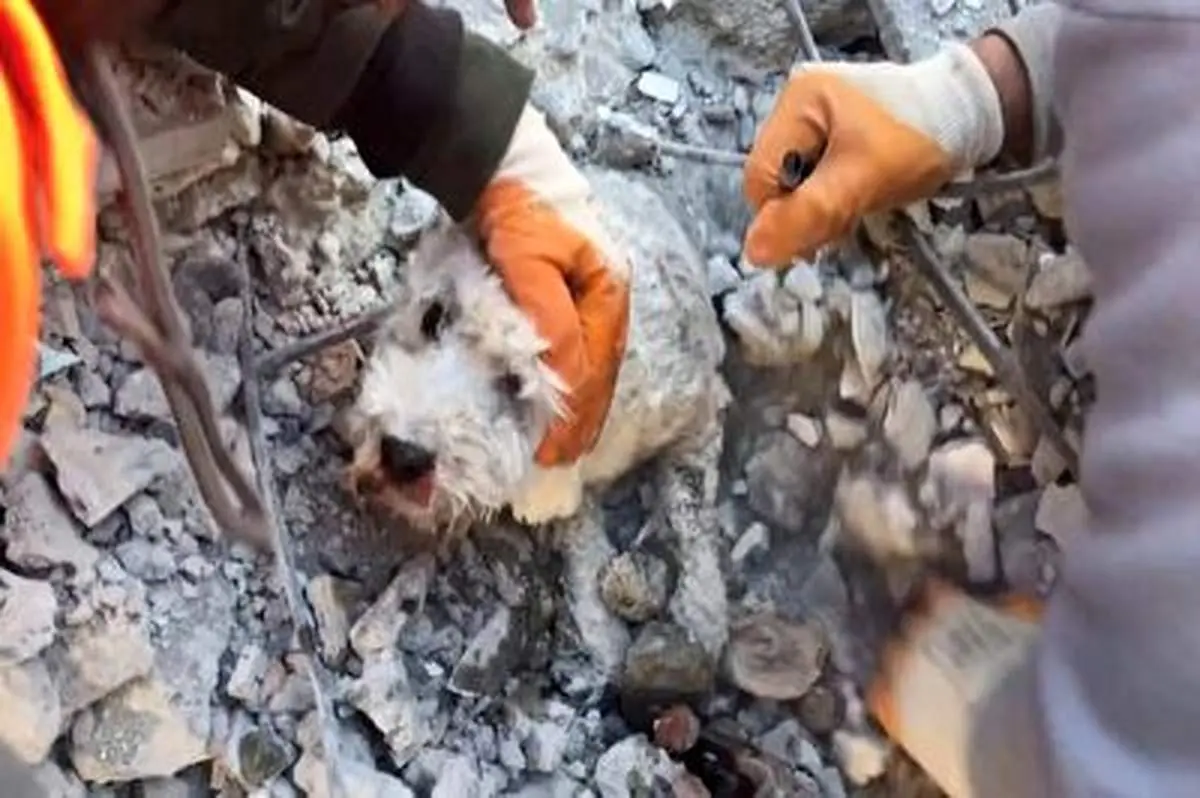 سگی که از زیر آوار زنده بیرون آمد+ فیلم