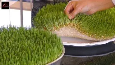 آموزش کاشت گندم برای سبزه عید