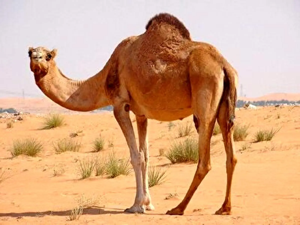 حالت سقوط عجیب و غریب یک شتر! + فیلم