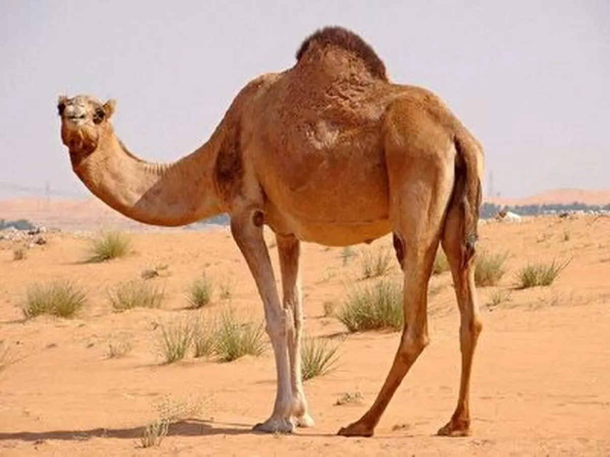 حالت سقوط عجیب و غریب یک شتر! + فیلم