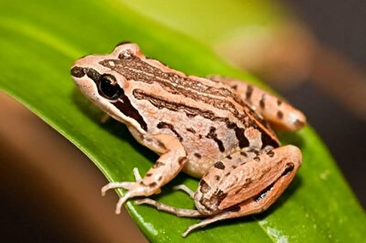 لحظه پشیمان شدن قورباغه از خوردن خرچنگ+ فیلم