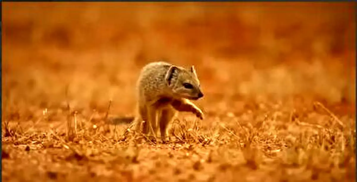 کمک گرفتن از مانگوس برای فراری دادن مار کبری+ فیلم