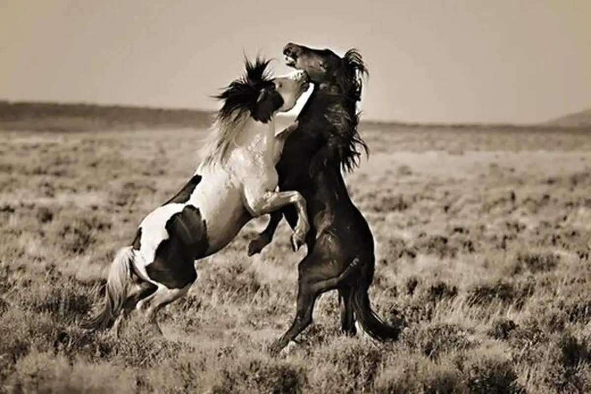 تصاویر چشم گیر از اسب‌های وحشی در دل طبیعت