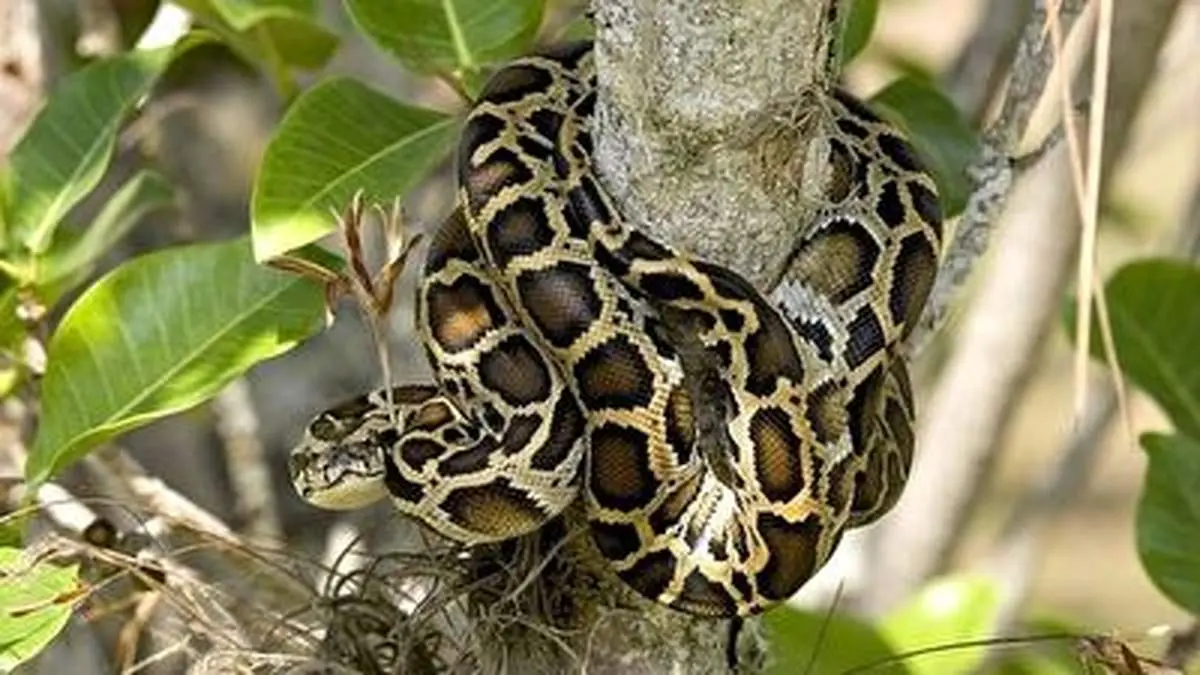 لحظه بلعیدن پیتون توسط شاه کبری+ فیلم