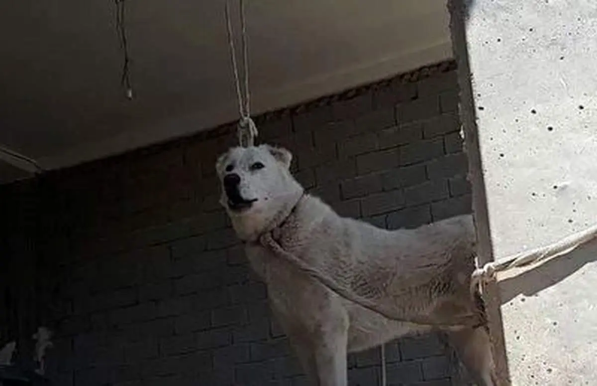 تصویری حیرت انگیز از انتظار سگ باوفا برای پیداشدن جسد صاحبش! + فیلم