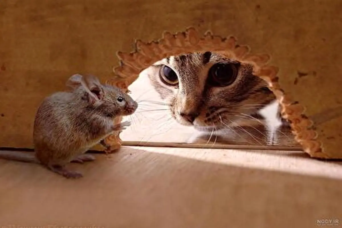 حمله موش سمج به گربه!+ فیلم