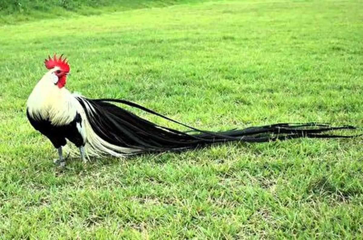 همکاری خروس با صاحبش برای درست کردن لانه+ فیلم