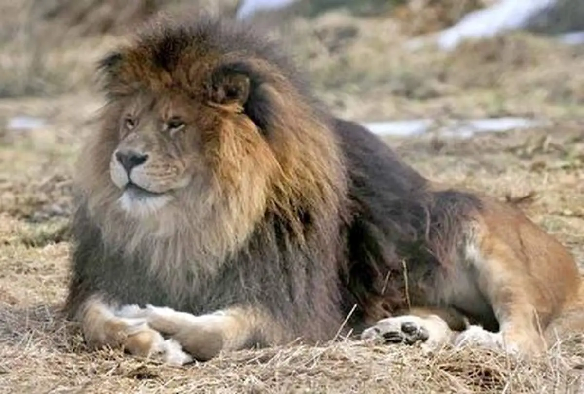 آخرین نبرد یک شیر شاه واقعی را ببینید + فیلم