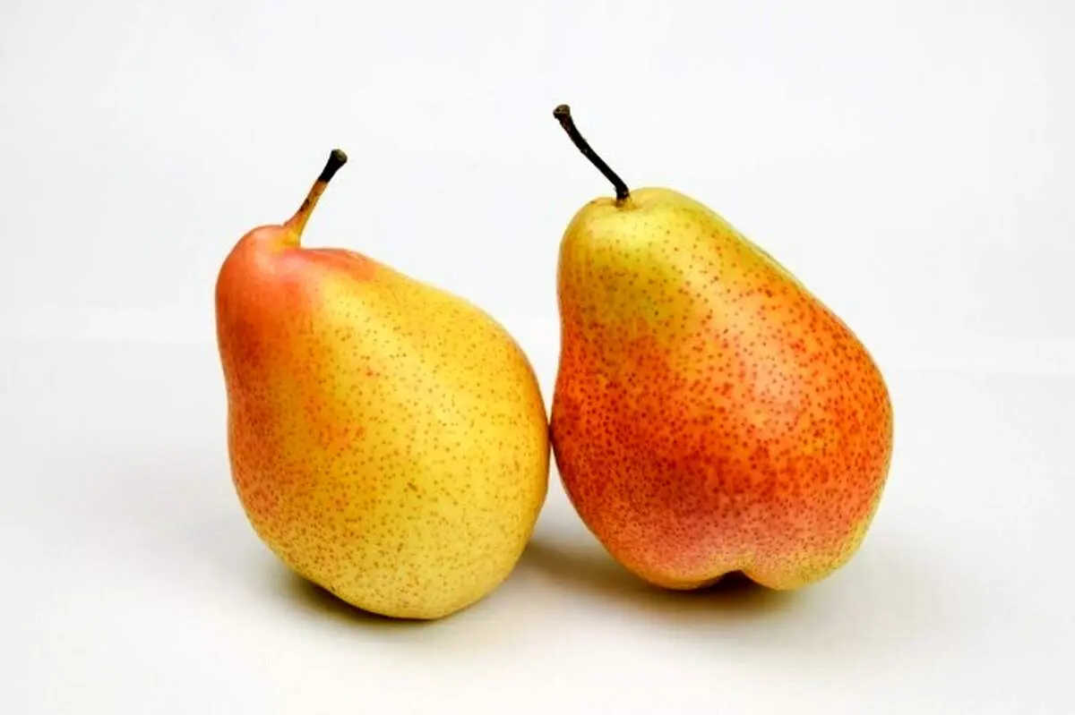 ۵ خاصیت شگفت انگیز گلابی برای درمان بیماری ها + عکس