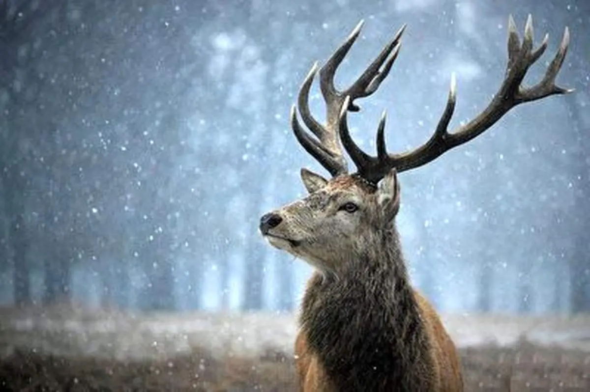 لحظات نفسگیر از نجات گوزن ها در باتلاق+ فیلم