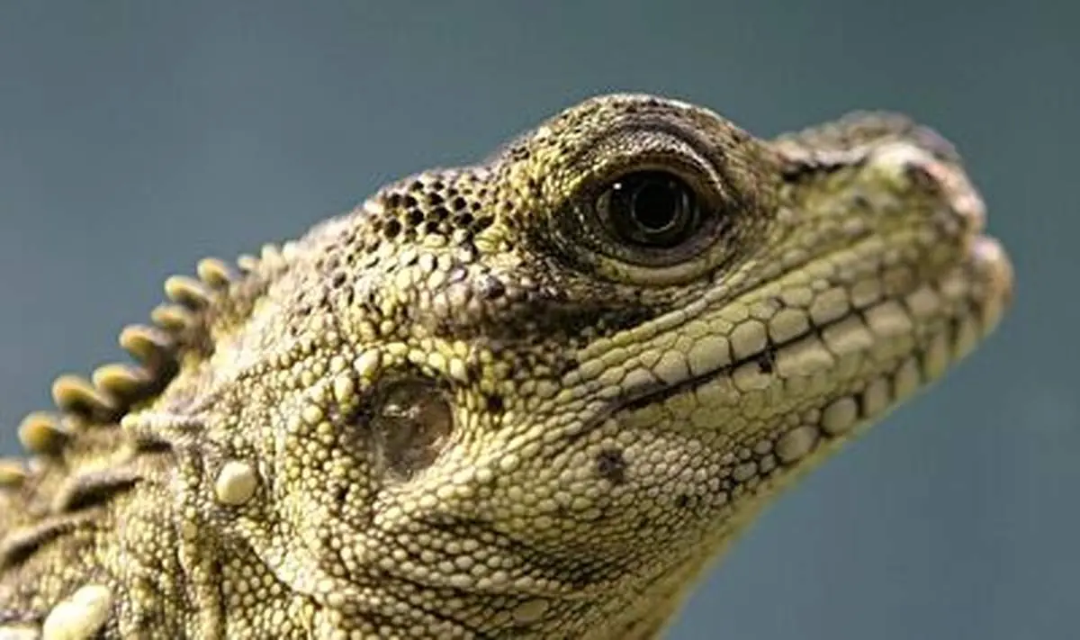 پاشیدن خون به صورت مهاجمان حربه دفاعی سوسمار! + فیلم