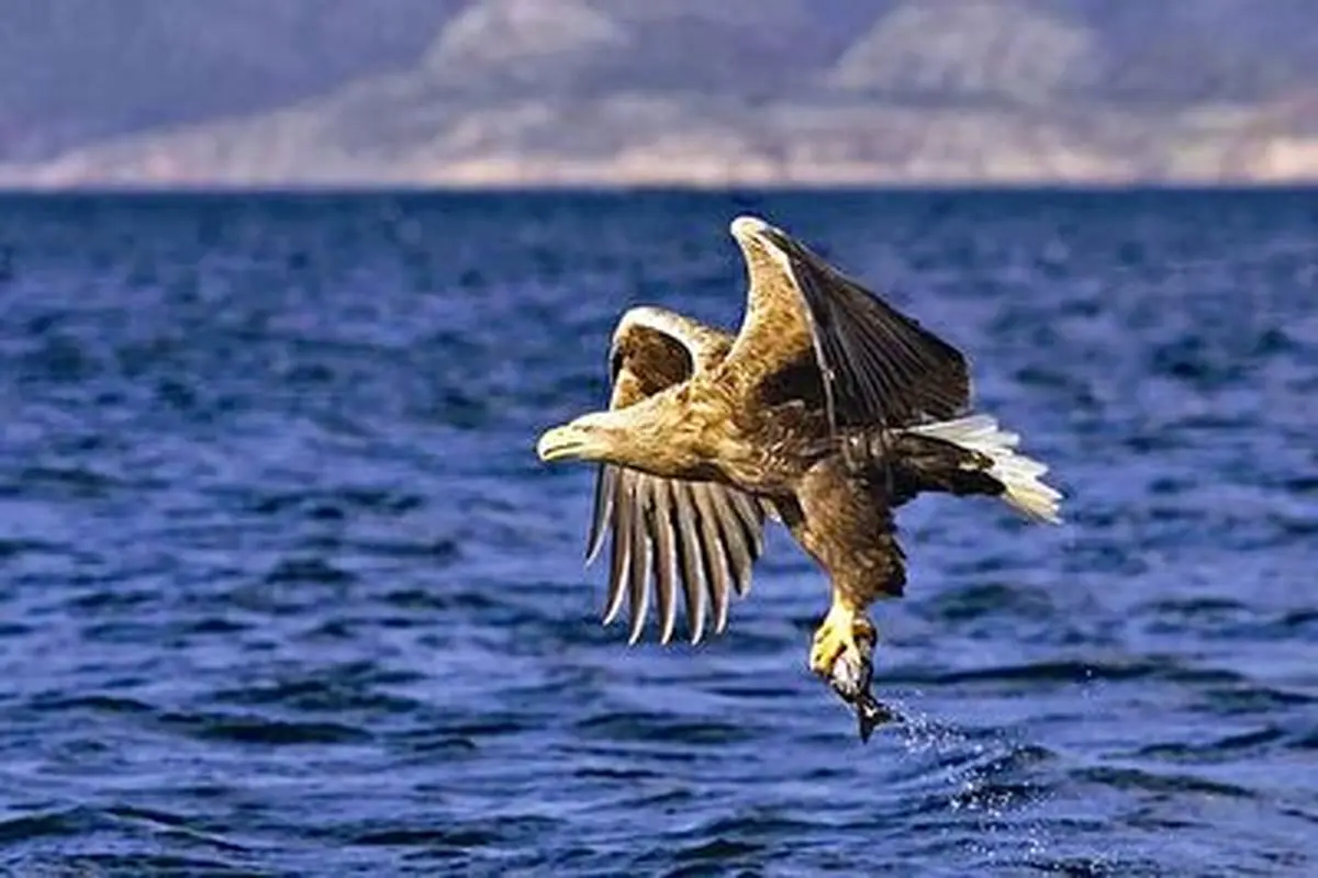 لحظه به پرواز در آمدن عقاب همراه صیدش از دریا + فیلم